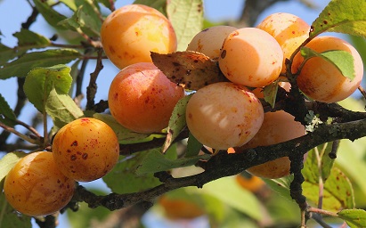 images/fruits/mirabelle.jpg