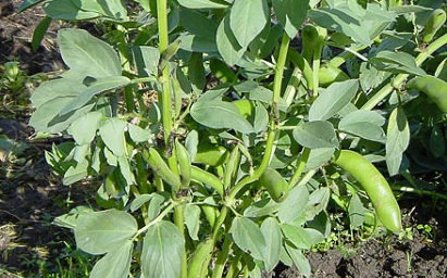 images/legumes/feve.jpg